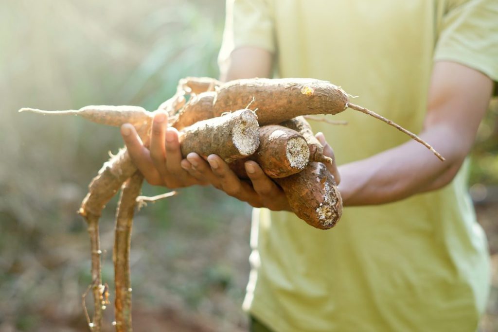 business ideas in Nigeria - cassava farming