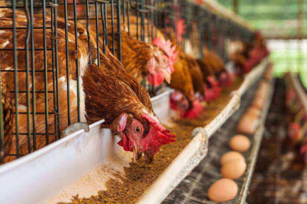 business ideas in Nigeria - Poultry